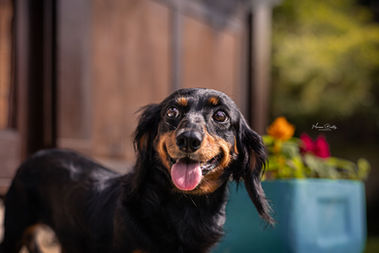 Cachorro Dachshund preto sorrindo com língua de fora em ensaio pet.