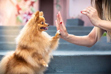 Spitz laranja sorridente posando em estúdio durante ensaio fotográfico pet.