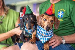 Cães pequenos com gravatas típicas da Oktoberfest em evento pet.