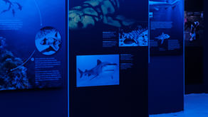 ABD’nin Ünlü “Köpek Balıklarının Dünyası” Sergisi Saint-Joseph Lisesi’nde