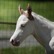 Paint horse à vendre
