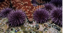 Desert Urchins photo inspiration 2