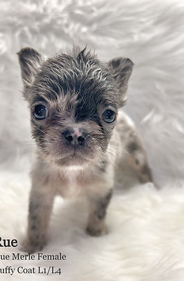 5 weeks Rue_edited.jpg