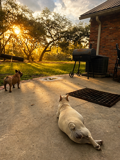 PuppyWatch5_29_26.png