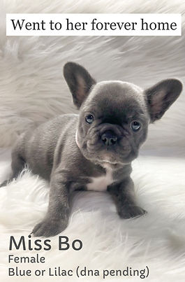 Miss Bo_edited.jpg