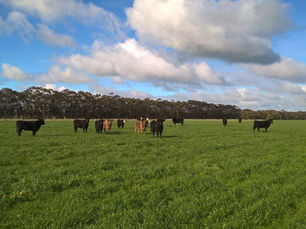 Cattle grazing on pasture with a blue sky