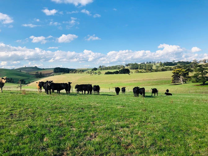 A photo of cattle roaming on the pasture in New Zealand