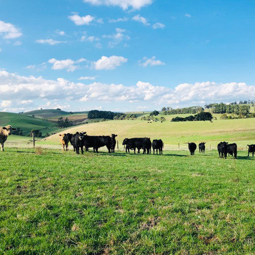 Cattle on pasture during a sunny day