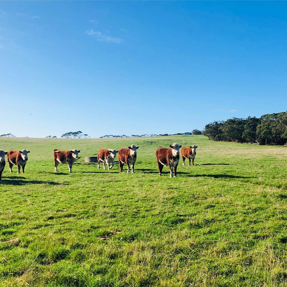 Brown cattle on pasture on a sunny day