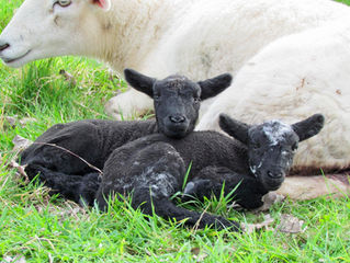 Sheep diaries - Our first lambs