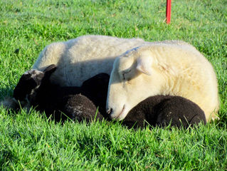 Sheep diaries: Pinch and a Punch!