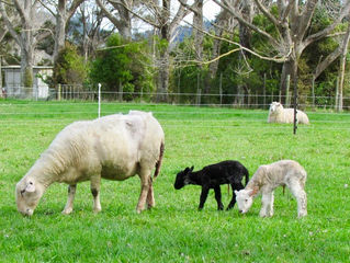 Sheep diaries: Not so black & white