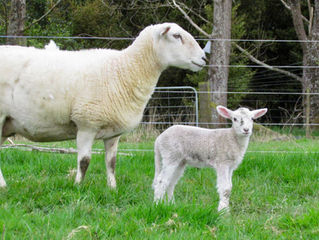 Sheep diaries: An exposition on bouncing