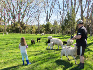 A Sheep Diaries' revelation: Sheep are good at maths!