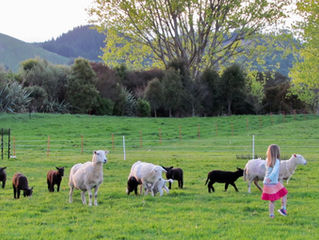 A further Sheep Diaries' revelation: Sheep appreciate the arts