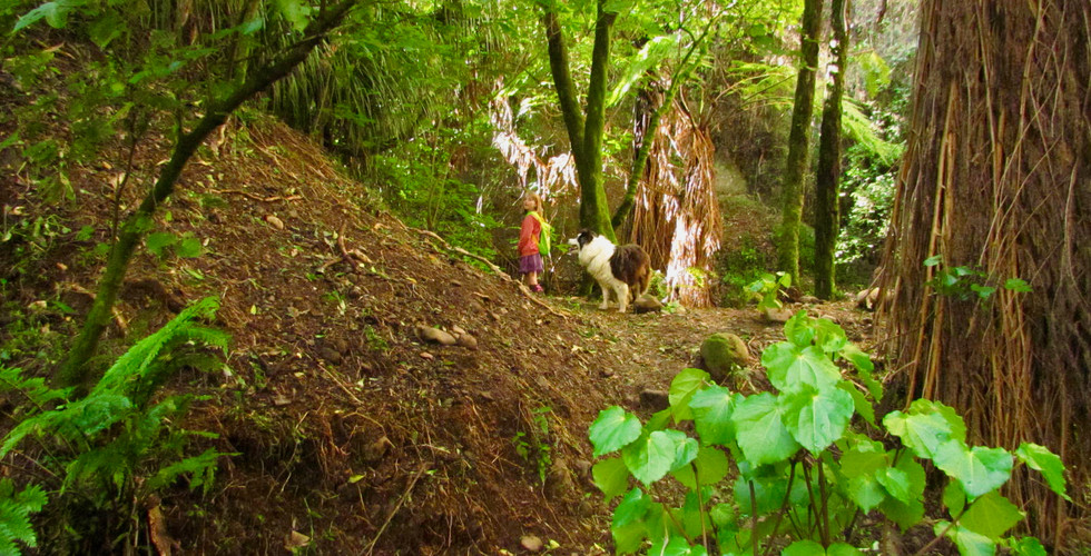Exploring Kawakawa Island. Transplanted kawakawa in foreground.