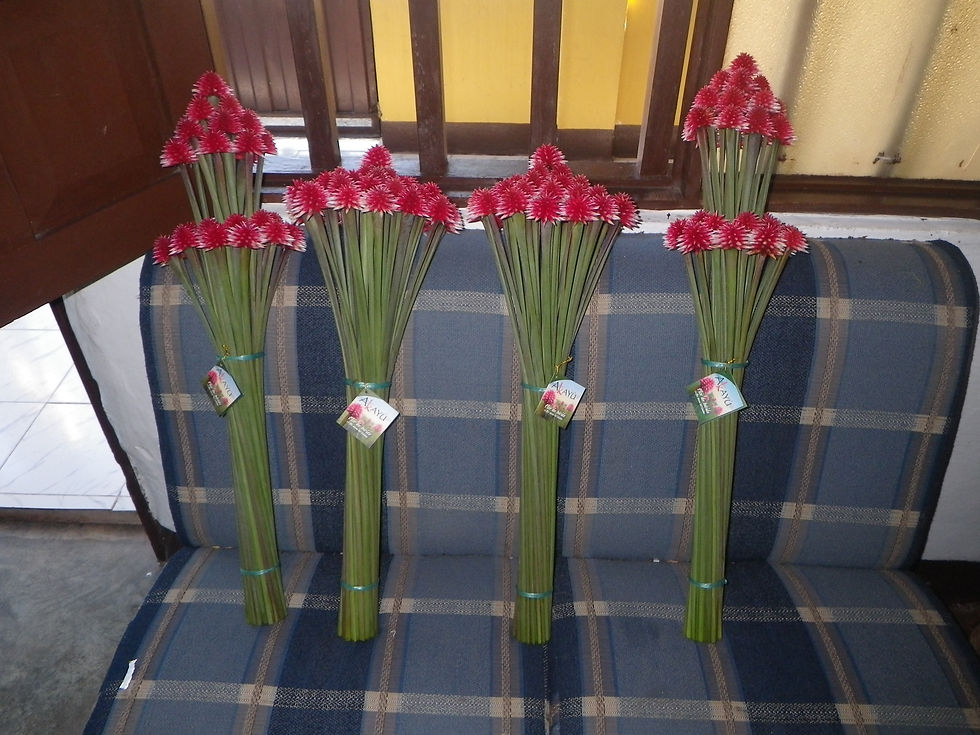 Flor de Inírida de Invierno