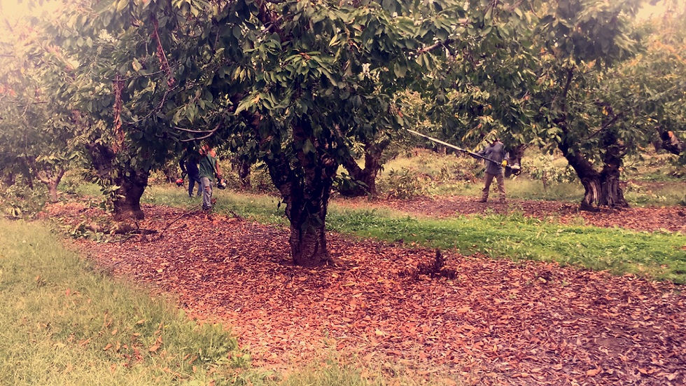 Pruning Cherry Trees