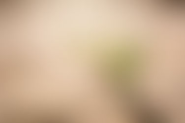 Green shoots from a drought