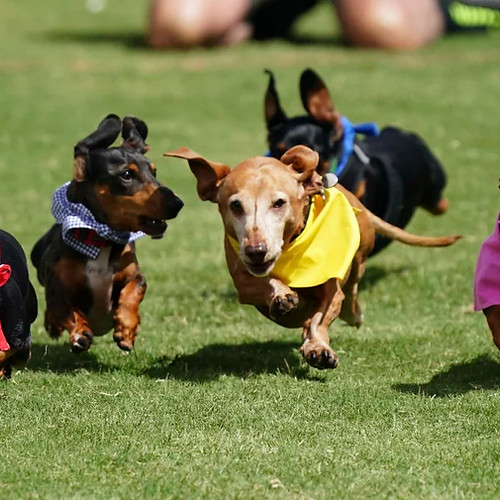 Dachshund Derby