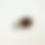 Thumbnail: Kinto: LT Tea Scoop