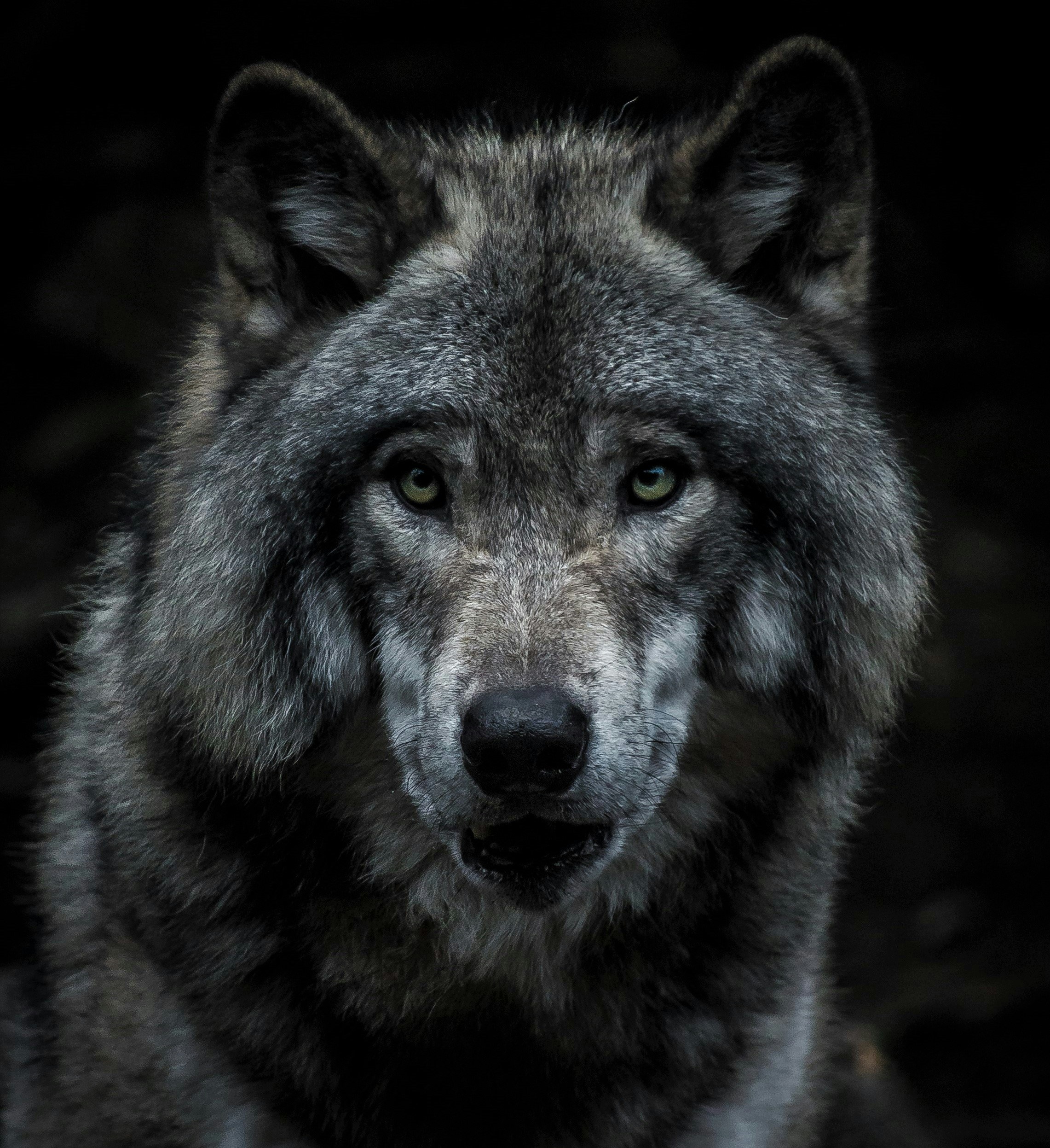 Home | Wolf Engineering