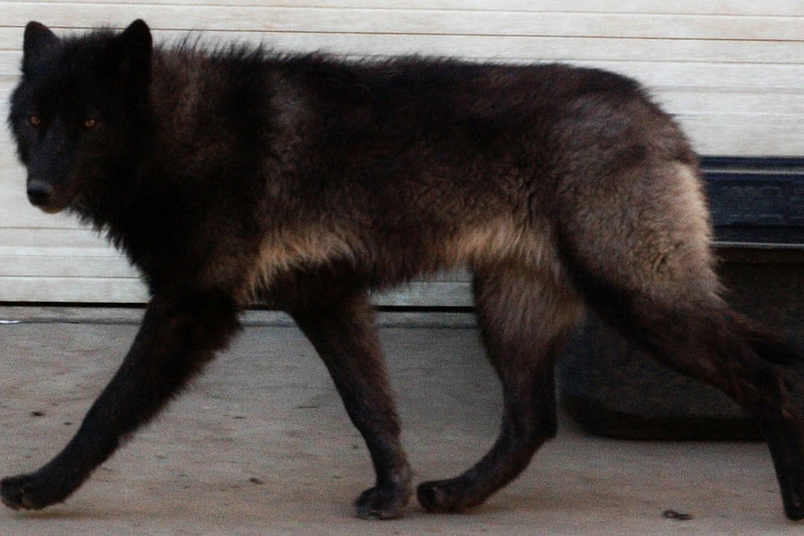 Isis the Wolfdog of Rare Breed Exotics