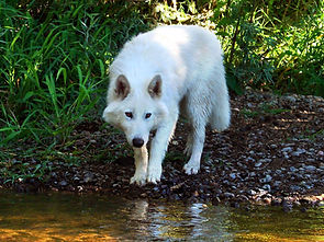 Ghost the Wolfdog of Rare Breed Exotics
