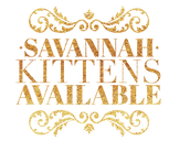 Savannah Kittens Available