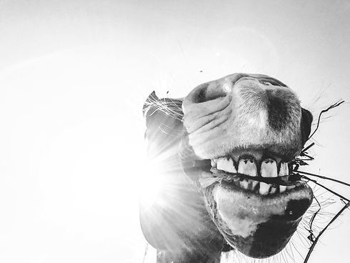 Funny Horse.jpg