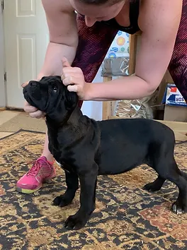 Sovrana Cane Corso Stud Service