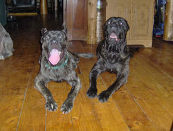 Cane Corso