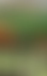 Dobbies Raises £235,000 for Alzheimer's Research UK