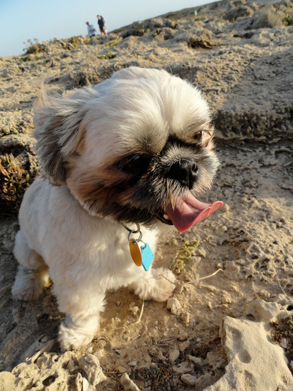 Shih-Tzu at Beach