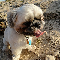 Shih-Tzu Dog at Beach - Customer's Testimonial - Fe's FURnomenal Pet Services | Wirral