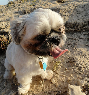 Shih-Tzu at Beach