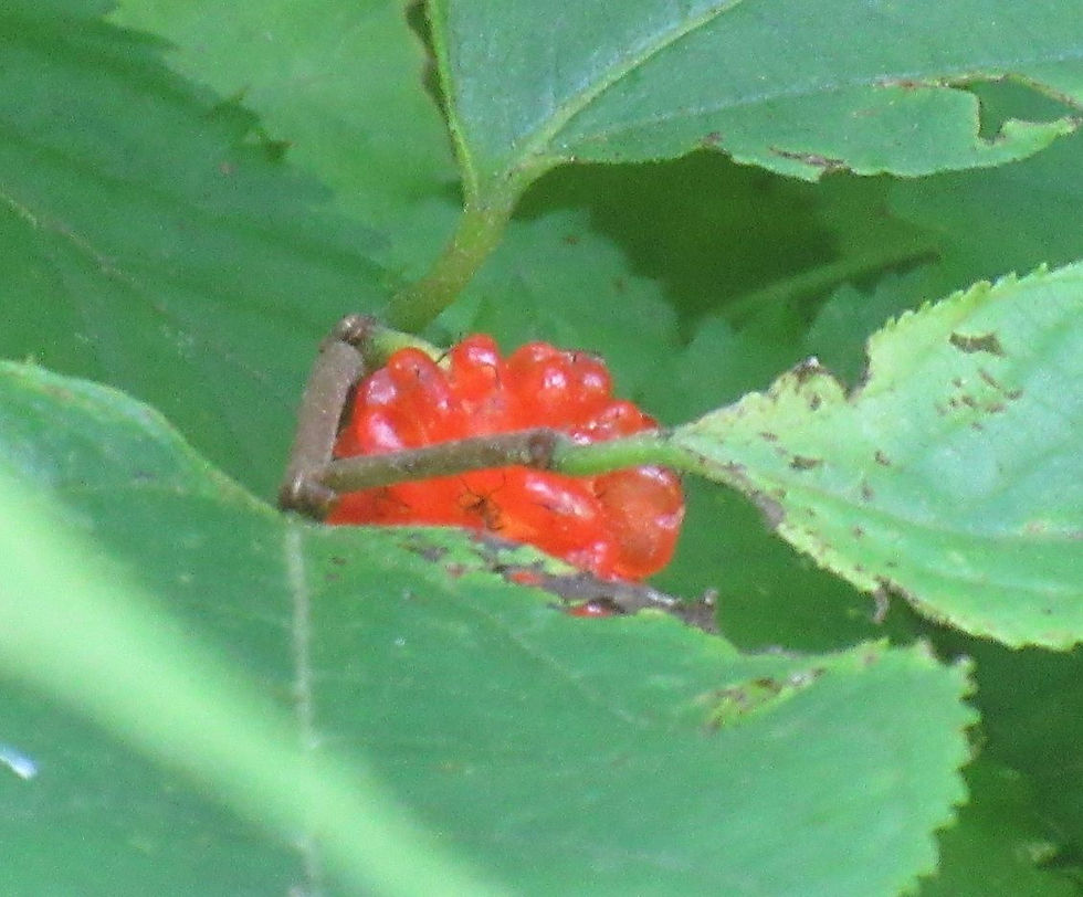 林縁にちらっと見えたヒメコウゾの果実　少し甘いが食感はジャリっとしてまずい