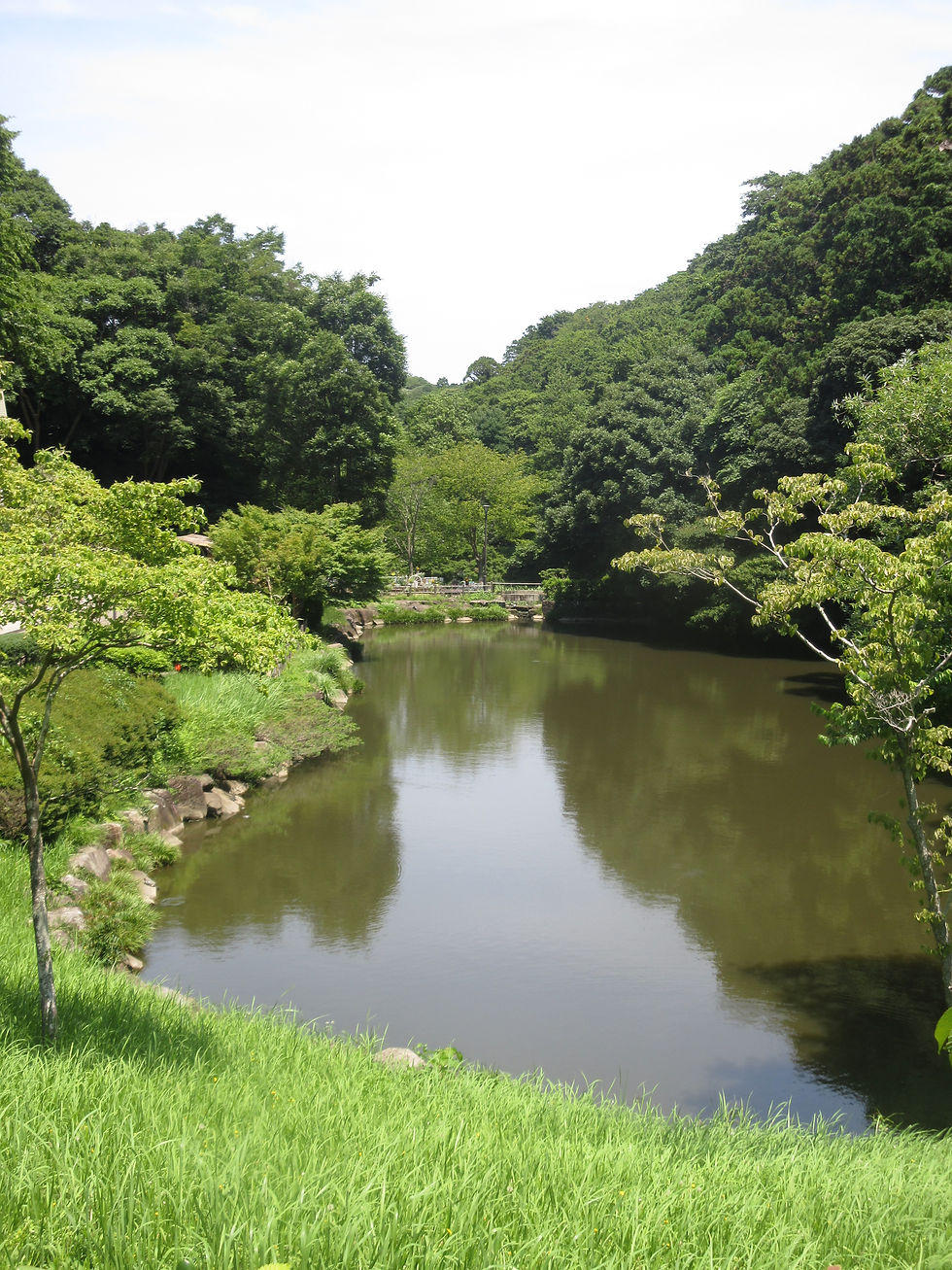 入り口近く　池にはカルガモ夫婦、ミシシッピーアカミミガメ、鯉がいました　一度だけカワセミが夫婦で飛びまわりました