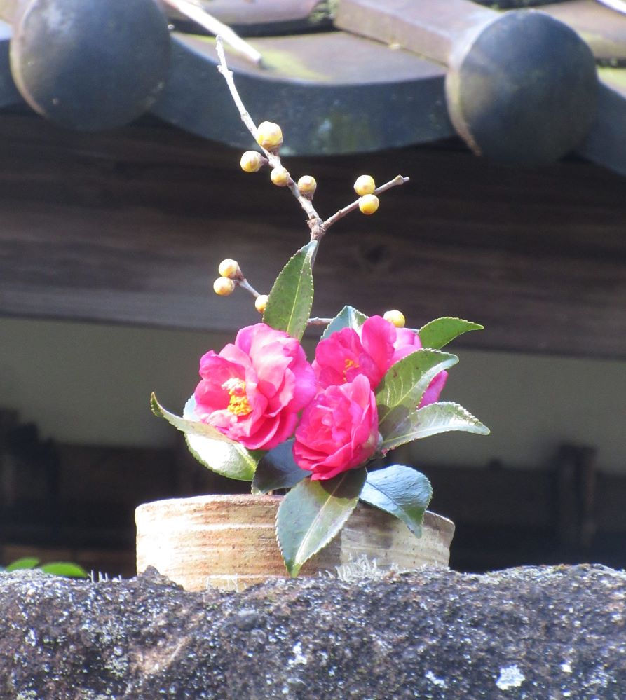 明月院前の民家の門柱上にはいつものようにミニ生け花が。北大路魯山人のサポーターのお宅です。