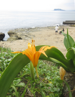 2025年9月初秋の花を探して極楽寺から稲村ケ崎へ