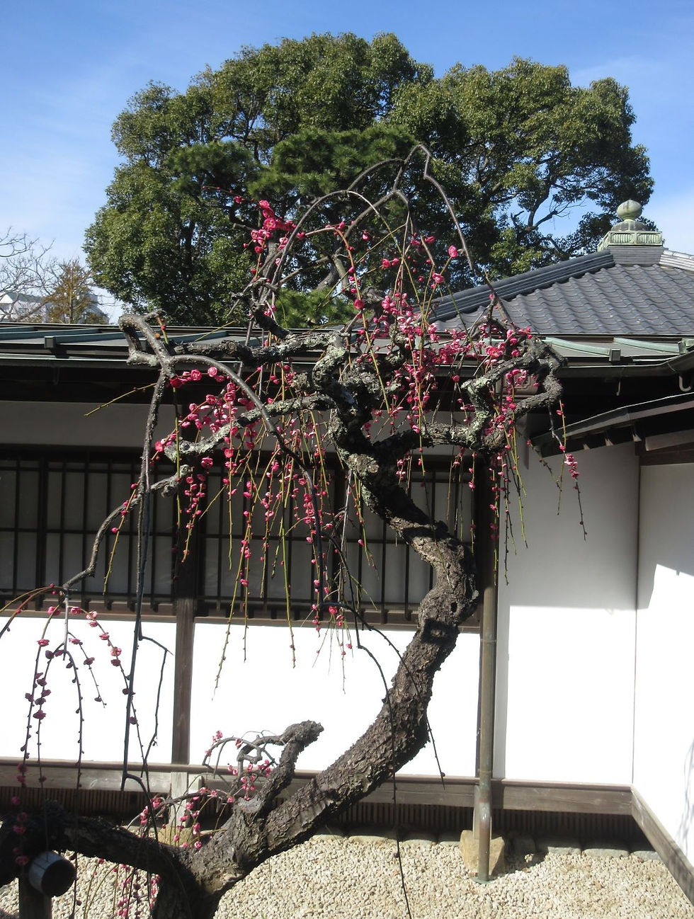 奥の中庭にも濃い紅梅が。かなりの樹齢ですが元気です。