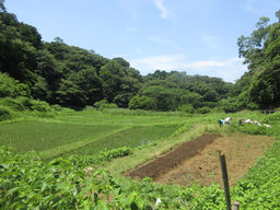 2025年7月 鎌倉中央公園で里山の夏を探す
