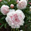 Thumbnail: Peonies 10 Stems