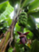 UnripeBanana.jpeg