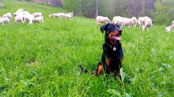 beauceron, sheepdog