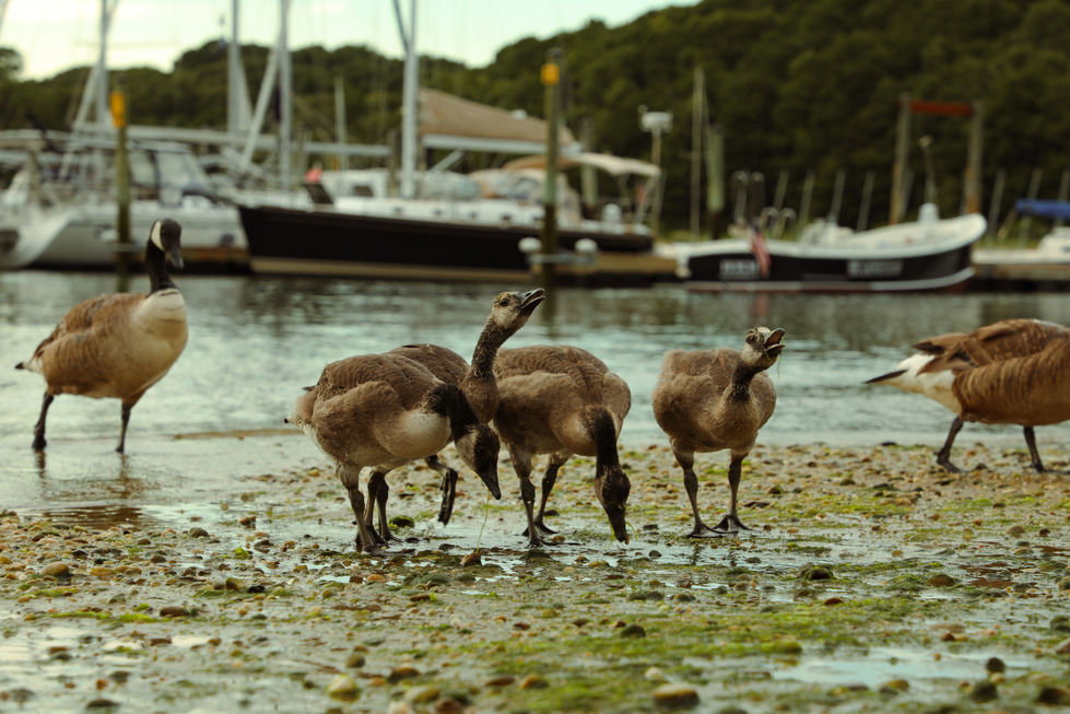 Port Jefferson, New York.