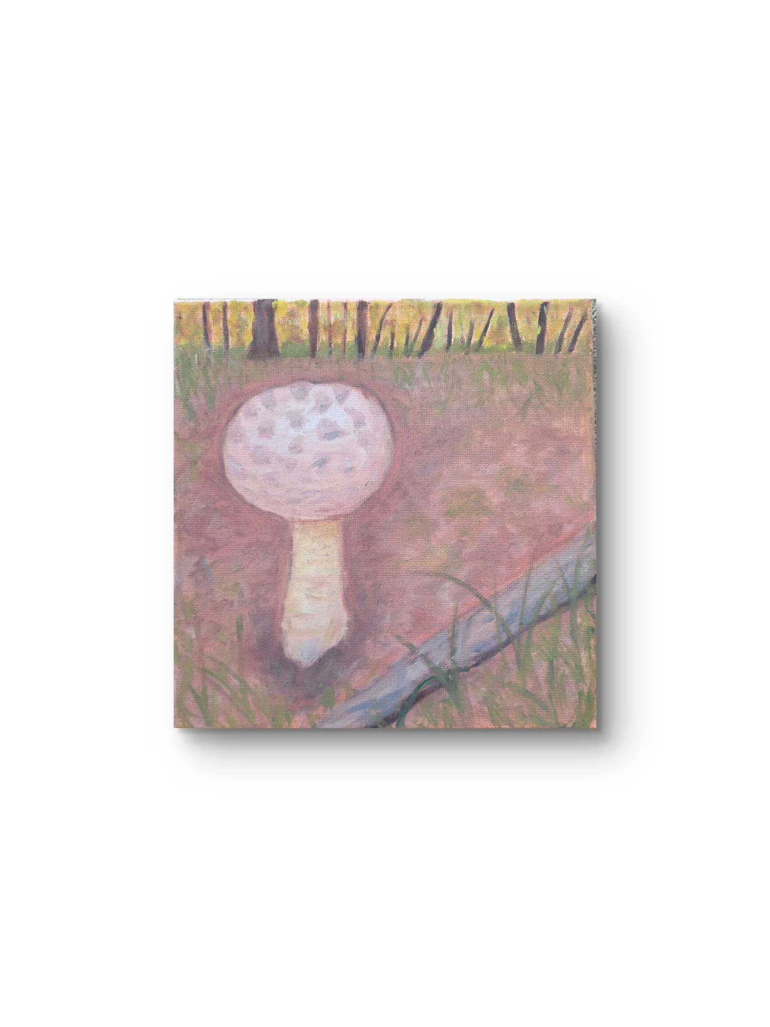 "Shroom of the woods"