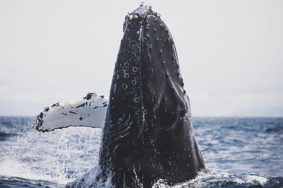 Avistamiento de ballenas