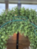 Thumbnail: 17.5 Round UV Boxwood Wreath