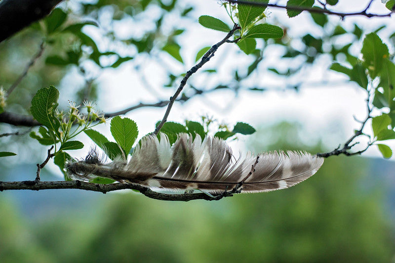 featherintree.jpg
